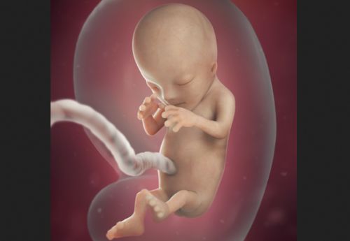 Unborn Baby's Heart Starts Beating 22 Days After Conception